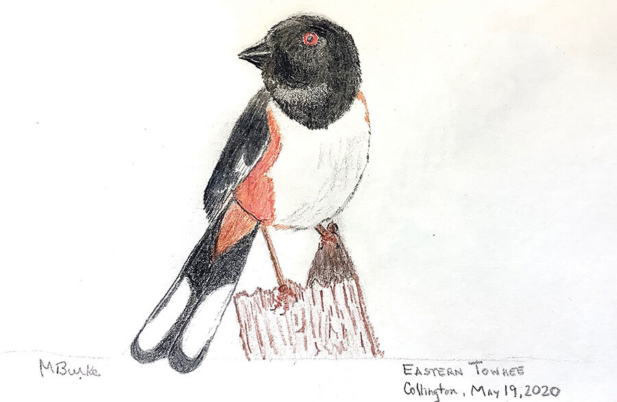 Eastern towhee sketch